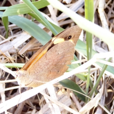 Heteronympha merope (Common Brown Butterfly) at Deakin, ACT - 5 Apr 2018 by JackyF