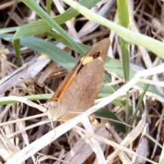 Heteronympha merope at Deakin, ACT - 5 Apr 2018