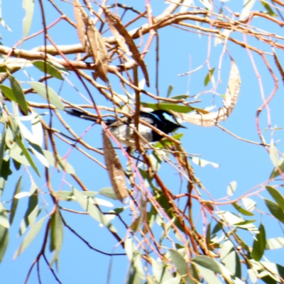 Malurus cyaneus (Superb Fairywren) at Deakin, ACT - 8 Apr 2018 by JackyF