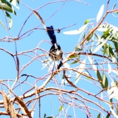 Malurus cyaneus at Deakin, ACT - 8 Apr 2018