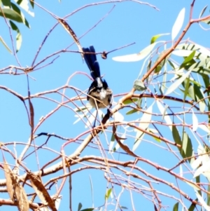 Malurus cyaneus at Deakin, ACT - 8 Apr 2018 12:14 PM