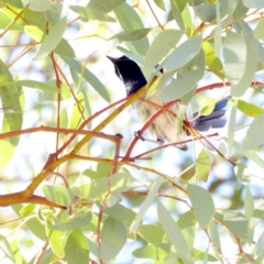 Malurus cyaneus at Deakin, ACT - 8 Apr 2018 12:14 PM