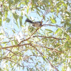 Malurus cyaneus at Deakin, ACT - 8 Apr 2018 12:14 PM