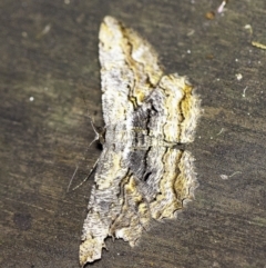 Scioglyptis lyciaria at O'Connor, ACT - 18 Mar 2018 10:19 PM