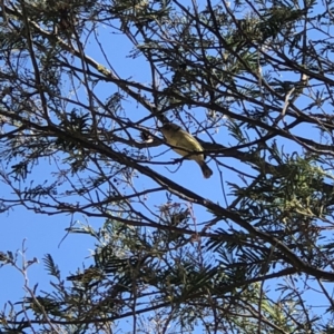 Acanthiza nana at Deakin, ACT - 8 Apr 2018