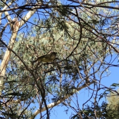 Acanthiza nana at Deakin, ACT - 8 Apr 2018