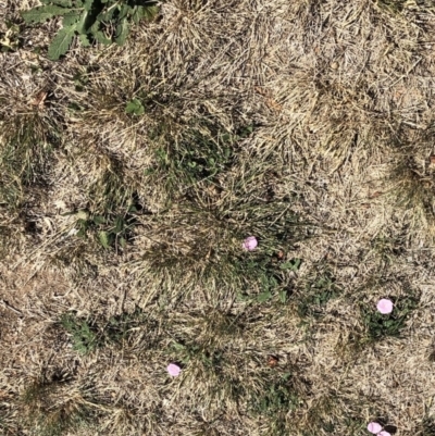 Convolvulus angustissimus subsp. angustissimus (Australian Bindweed) at Deakin, ACT - 8 Apr 2018 by JackyF
