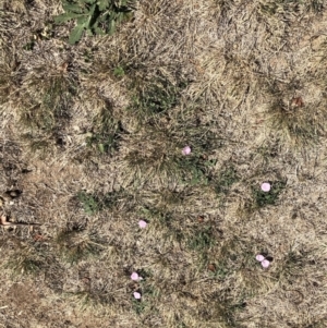 Convolvulus angustissimus subsp. angustissimus at Deakin, ACT - 8 Apr 2018 11:33 AM