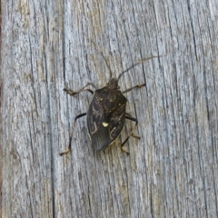 Poecilometis sp. (genus) (A Gum Tree Shield Bug) at Macarthur, ACT - 11 Apr 2018 by RodDeb