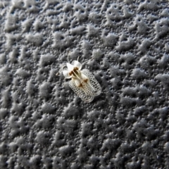 Corythucha ciliata at Paddys River, ACT - 10 Apr 2018