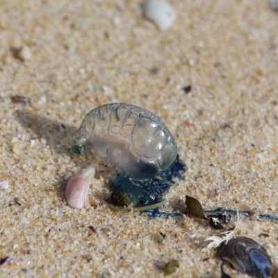 Physalia physalis (Bluebottle) at Eden, NSW - 11 Apr 2018 by RossMannell