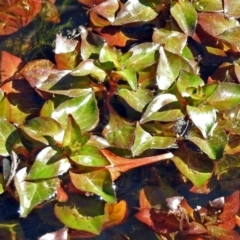 Ludwigia palustris (Marsh Purslane) at Paddys River, ACT - 10 Apr 2018 by RodDeb