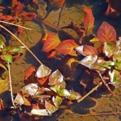 Ludwigia palustris at Paddys River, ACT - 10 Apr 2018 01:01 PM