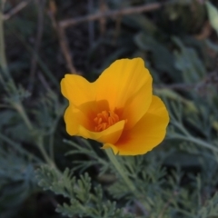 Eschscholzia californica (California Poppy) at Tennent, ACT - 14 Mar 2018 by michaelb