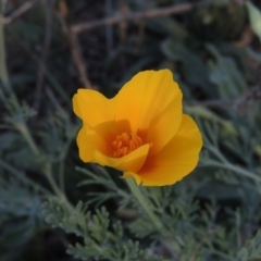 Eschscholzia californica (California Poppy) at Tennent, ACT - 14 Mar 2018 by MichaelBedingfield
