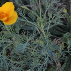 Eschscholzia californica at Tennent, ACT - 14 Mar 2018