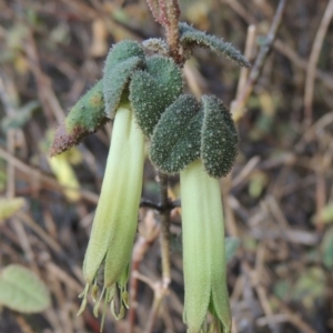 Correa reflexa var. reflexa at Tennent, ACT - 14 Mar 2018 07:15 PM