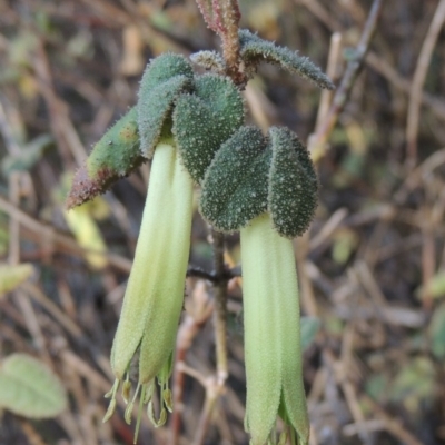 Correa reflexa var. reflexa (Common Correa, Native Fuchsia) at Tennent, ACT - 14 Mar 2018 by MichaelBedingfield