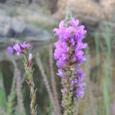 Lythrum salicaria (Purple Loosestrife) at Gigerline Nature Reserve - 14 Mar 2018 by michaelb