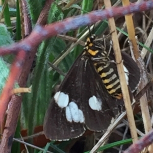 Nyctemera amicus at Googong, NSW - 1 Apr 2018