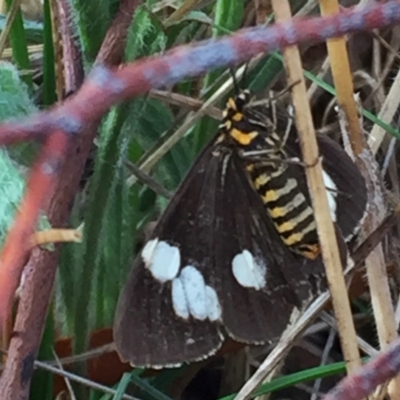 Nyctemera amicus (Senecio Moth, Magpie Moth, Cineraria Moth) at Googong, NSW - 31 Mar 2018 by Wandiyali