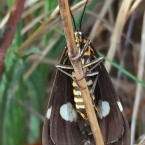 Nyctemera amicus at Googong, NSW - 1 Apr 2018 08:11 AM