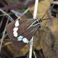 Nyctemera amicus at Googong, NSW - 1 Apr 2018 08:11 AM