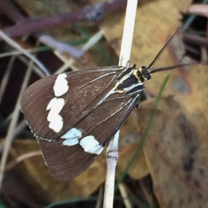 Nyctemera amicus at Googong, NSW - 1 Apr 2018 08:11 AM