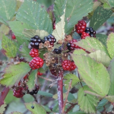 Rubus anglocandicans (Blackberry) at Tennent, ACT - 14 Mar 2018 by MichaelBedingfield