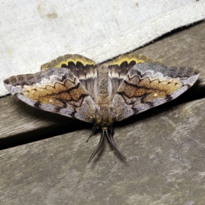 Chelepteryx collesi (White-stemmed Gum Moth) at O'Connor, ACT - 11 Apr 2018 by ibaird