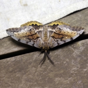 Chelepteryx collesi at O'Connor, ACT - 11 Apr 2018 10:43 PM