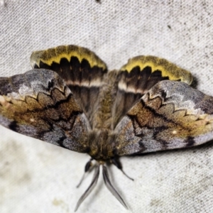 Chelepteryx collesi at O'Connor, ACT - 11 Apr 2018 10:43 PM