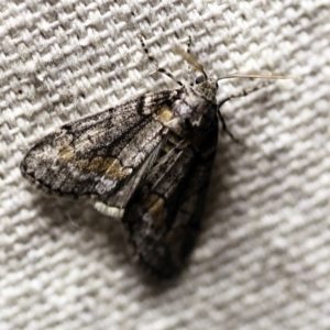 Smyriodes undescribed species nr aplectaria at O'Connor, ACT - 11 Apr 2018 10:45 PM