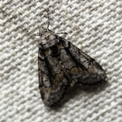 Smyriodes undescribed species nr aplectaria at O'Connor, ACT - 11 Apr 2018 10:45 PM