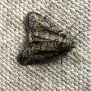 Smyriodes undescribed species nr aplectaria at O'Connor, ACT - 11 Apr 2018