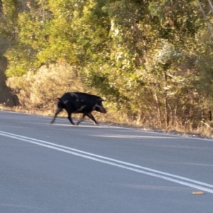 Sus scrofa at Paddys River, ACT - 12 Apr 2018