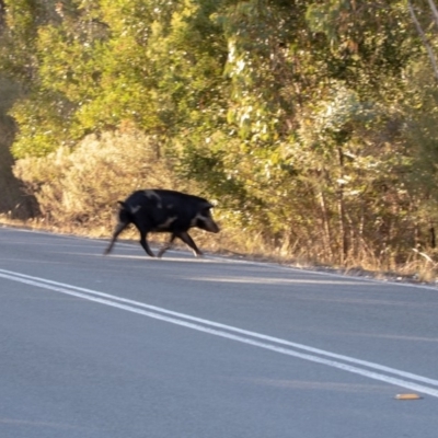Sus scrofa (Wild Boar, Feral Pig) at Paddys River, ACT - 12 Apr 2018 by ajc