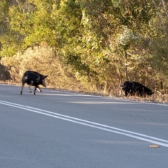 Sus scrofa at Paddys River, ACT - 12 Apr 2018