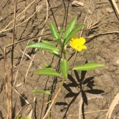 Ludwigia peploides subsp. montevidensis (Water Primrose) at Banksia Street Wetland Corridor - 17 Feb 2018 by ibaird