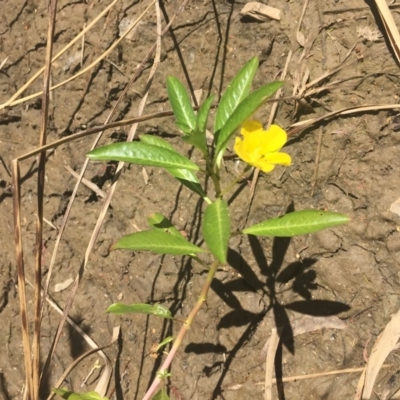 Ludwigia peploides subsp. montevidensis (Water Primrose) at O'Connor, ACT - 17 Feb 2018 by ibaird