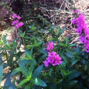 Lythrum salicaria at O'Connor, ACT - 17 Feb 2018