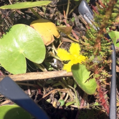 Nymphoides montana (Marshwort) at Wollogorang, NSW - 20 Jan 2018 by ibaird