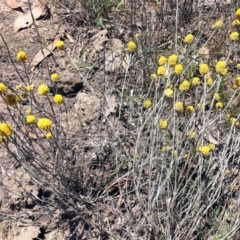 Calocephalus citreus (Lemon Beauty Heads) at Wollogorang, NSW - 20 Jan 2018 by ibaird