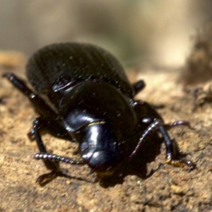 Promethis sp. (genus) at Ainslie, ACT - 11 Apr 2018