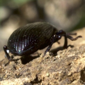 Promethis sp. (genus) at Ainslie, ACT - 11 Apr 2018