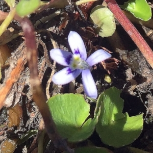 Isotoma fluviatilis subsp. australis at Wollogorang, NSW - 20 Jan 2018