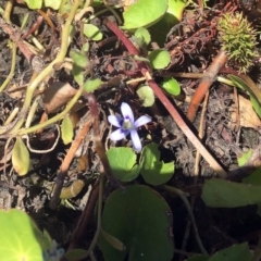 Isotoma fluviatilis subsp. australis at Wollogorang, NSW - 20 Jan 2018