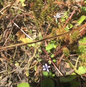 Isotoma fluviatilis subsp. australis at Wollogorang, NSW - 20 Jan 2018