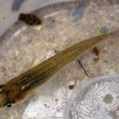 Gambusia holbrooki (Gambusia, Plague minnow, Mosquito fish) at Dickson Wetland - 11 Apr 2018 by jbromilow50