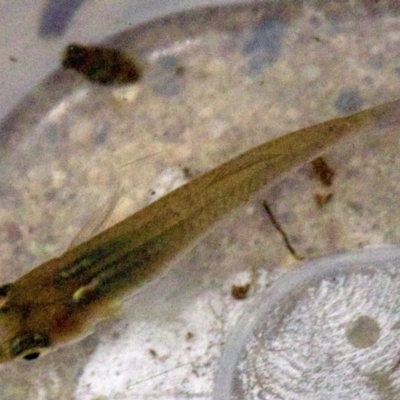 Gambusia holbrooki (Gambusia, Plague minnow, Mosquito fish) at Dickson, ACT - 11 Apr 2018 by jb2602